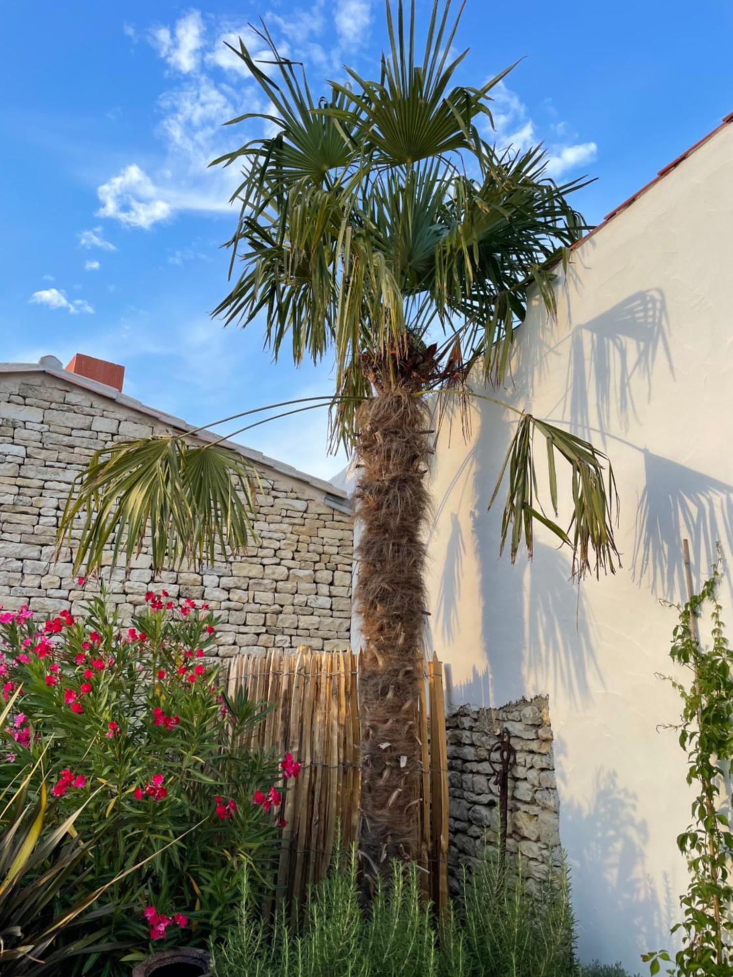 Maisons 322 - Maison La Flamboyante Le Bois-Plage-en-Ré Buitenkant foto